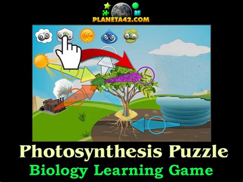 biology games|Photosynthesis Puzzle .